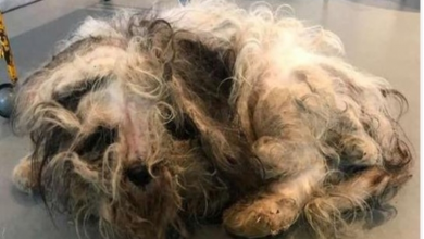 Photo of Stray dog was so matted, people couldn’t figure out his breed