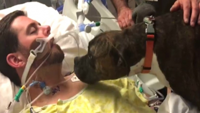 Photo of Dog Brought To Hospital To say Goodbye To Her Dying Owner