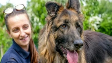 Photo of Dog Found Drowning In River With Rock Tied To Neck Finds ‘Forever Home’