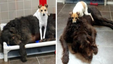 Photo of After Losing Their Homes, These Two Dogs Won’t Stop Cuddling In The Shelter