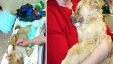 Photo of Abandoned puppy found in coma makes miraculous recovery thanks to loving support