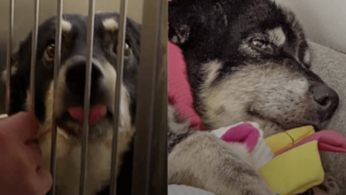 Photo of Obese, Elderly Dog Dumped On Interstate Gets A Life Of Pampering
