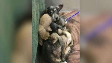 Photo of Sick dog and her puppies waited in the shelter for someone to finally notice them