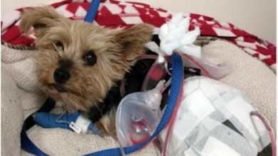 Photo of To Defend Her 10-Year-Old Owner, A Brave Yorkie Fights Off A Coyote.