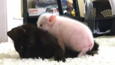 Photo of Two-week-old orphaned piglet comforts kitten when she has seizures