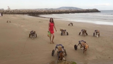 Photo of Heartwarming Moments – Disabled Dogs Go To The Beach For The First Time