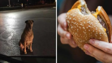 Photo of Dog pretends to be a stray to get hamburgers