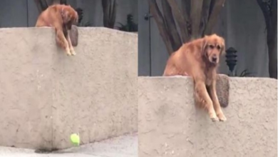 Photo of Dog drops ball every day, so someone has to play with him