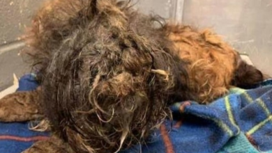 Photo of Little dog was so matted she couldn’t see, gets a makeover