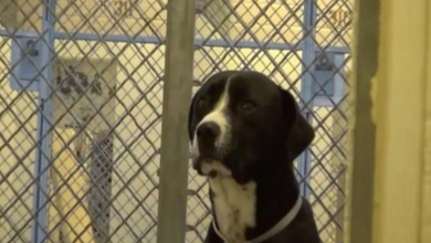 Photo of Shelter dog Benny is excited beyond belief when he finally gets adopted