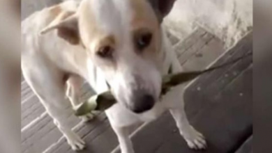 Photo of Stray Dog Brings Gifts To Woman Who Feeds Him
