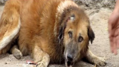 Photo of Senior Dog Lay Crying For Help For Days, But Nobody Came Forward To Help Him