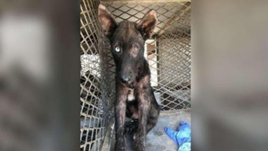 Photo of Sick and terrified dog makes complete transformation with a little love