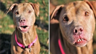 Photo of Zipper, the dog with a quirky smile, needs a home