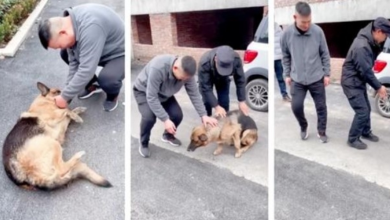 Photo of Former police dog ‘cries’ after reuniting with handler she hasn’t seen for years