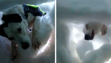 Photo of Buried in snow, man films a mountain rescue dog saving him