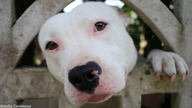 Photo of Dog Left Tied To Bridge Railing Almost Gives Up On Life But Then Help Arrives