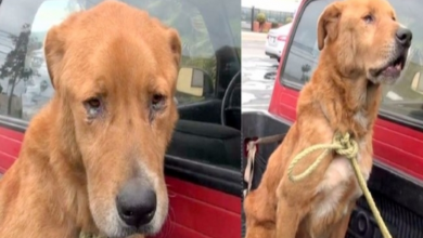 Photo of Senior Dog Abandoned By His Family Was Found Depressed On Street & Begging For Food