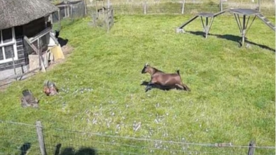 Photo of Goat and rooster rush to save chicken pal from hawk in dramatic footage