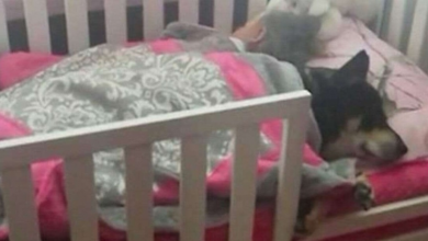 Photo of Mom checks in on toddler, starts recording when she realizes her rescue dog is napping with her