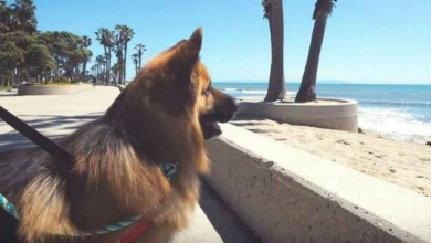 Photo of Dog who is chained up for his entire life sees the ocean for the first time