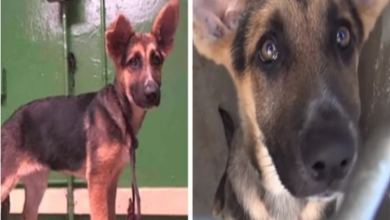 Photo of 3-Month-Old German Shepherd Abandoned At Shelter Cries As Family Leaves Her