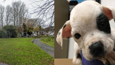 Photo of Dog Was Left To Die In A Park With His Brother Because He Was Different