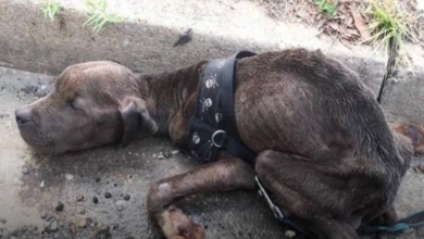 Photo of Starving Pit Bull Puppy Found Dying in Gutter So Happy Now