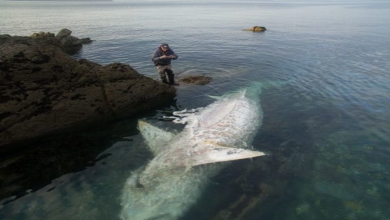 Photo of Monster Shark 8 Meters Long Washes Up On Rocks At Cornish Coast In Heartbreaking Footage