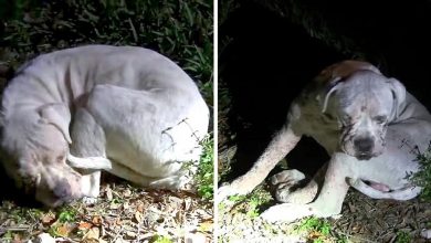 Photo of Sick Dog Dumped In Deserted Wetland Sees A Light Flashing On Him And Looks Up