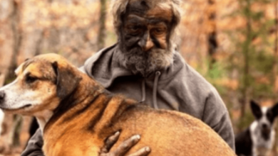 Photo of Homeless Man Watches With Tears In His Eyes As Authorities Take Away His 31 Dogs