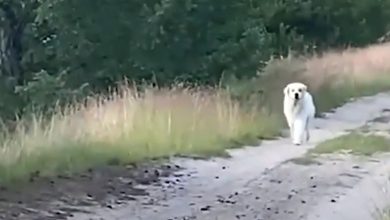 Photo of They’re Losing Hope Of Finding Their Pet When Big White Dog Appears In The Road