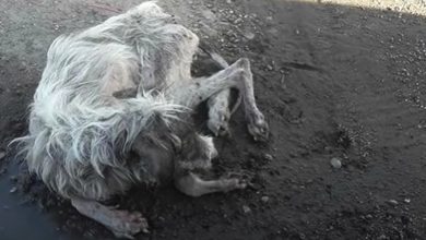 Photo of Girl Dog Dumped And Expected To Fend For Herself On A Dirt Road