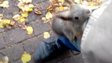 Photo of Squirrel Wants Stranger To Follow Her To Her Baby, Jumps At His Leg
