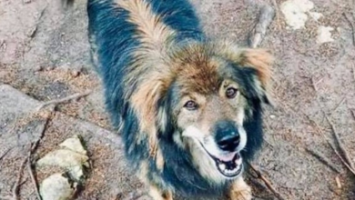 Photo of Dog Who Faced Death Watches His Siblings Get Adopted Without Him