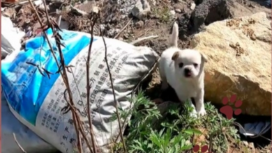 Photo of Puppy with Birth Defect Found in an Abandoned Community