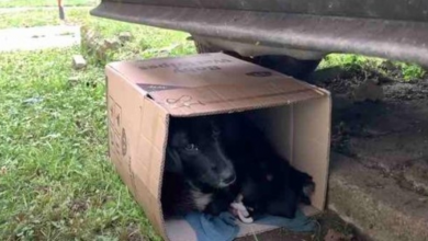 Photo of Mama Dog and Her Newborn Pups Hide in Cardboard Box Under a Car