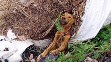 Photo of He Laid Dying, Stuck On Side Of Road But Soon His Past Would No Longer Haunt Him