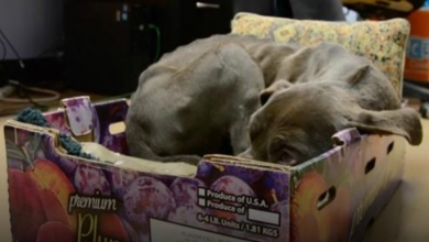 Photo of Rescued Pit Bull Reluctant To Leave Plum Box He Was Found In