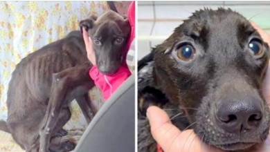 Photo of Dying dog with the saddest eyes saved, now she desperately begs for a home