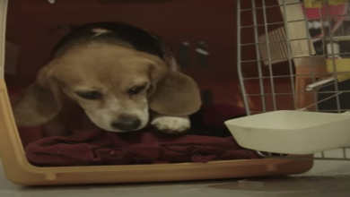 Photo of Beagle Freed From Lab Testing Won’t Leave Crate Til He Hears A Baby Crying