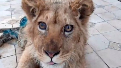Photo of Tortured Lion Cub, Simba, Will Return To Africa To Live At Sanctuary With Another Injured Lion
