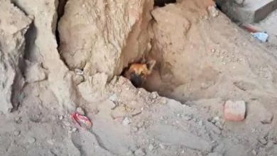 Photo of Stray Sought Refuge In Collapsing Sand Mound, Got Stuck And She Was Not Alone