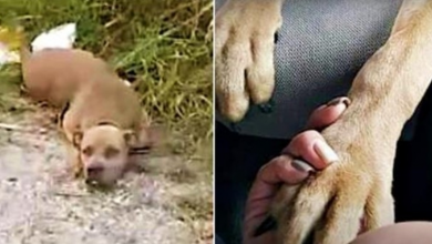 Photo of Hurt Pit Bull Lifts Head So Woman Knew She Was Alive & Puts Paw In Her Hand