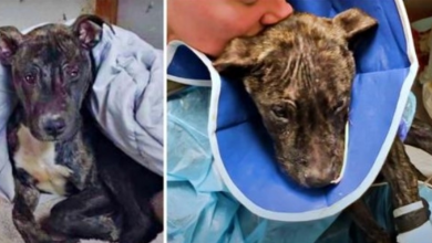 Photo of Loving Pit Bull Left In Freezing Garage Is Kissed & Told “You’re No Longer Alone”