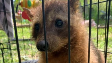 Photo of Rescuers Save a Mysterious Animal Behind a Pet Store