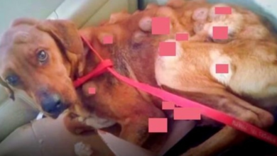 Photo of Abandoned Dog’s Unbelievably Grueling Battle With Cancer Brings Tears To Our Eyes