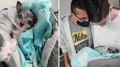 Photo of Devastated Family Unable To Afford Dog’s Medical Bills Forced To Surrender Her