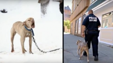 Photo of Pit Bull Chained Up In Snow Cried For Help And A Police Officer Gave Her The Chance Of A Lifetime