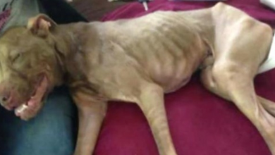Photo of A Once Skeletal Dog Is Giving Back In A New Life As A Happy & Healthy Aladdin